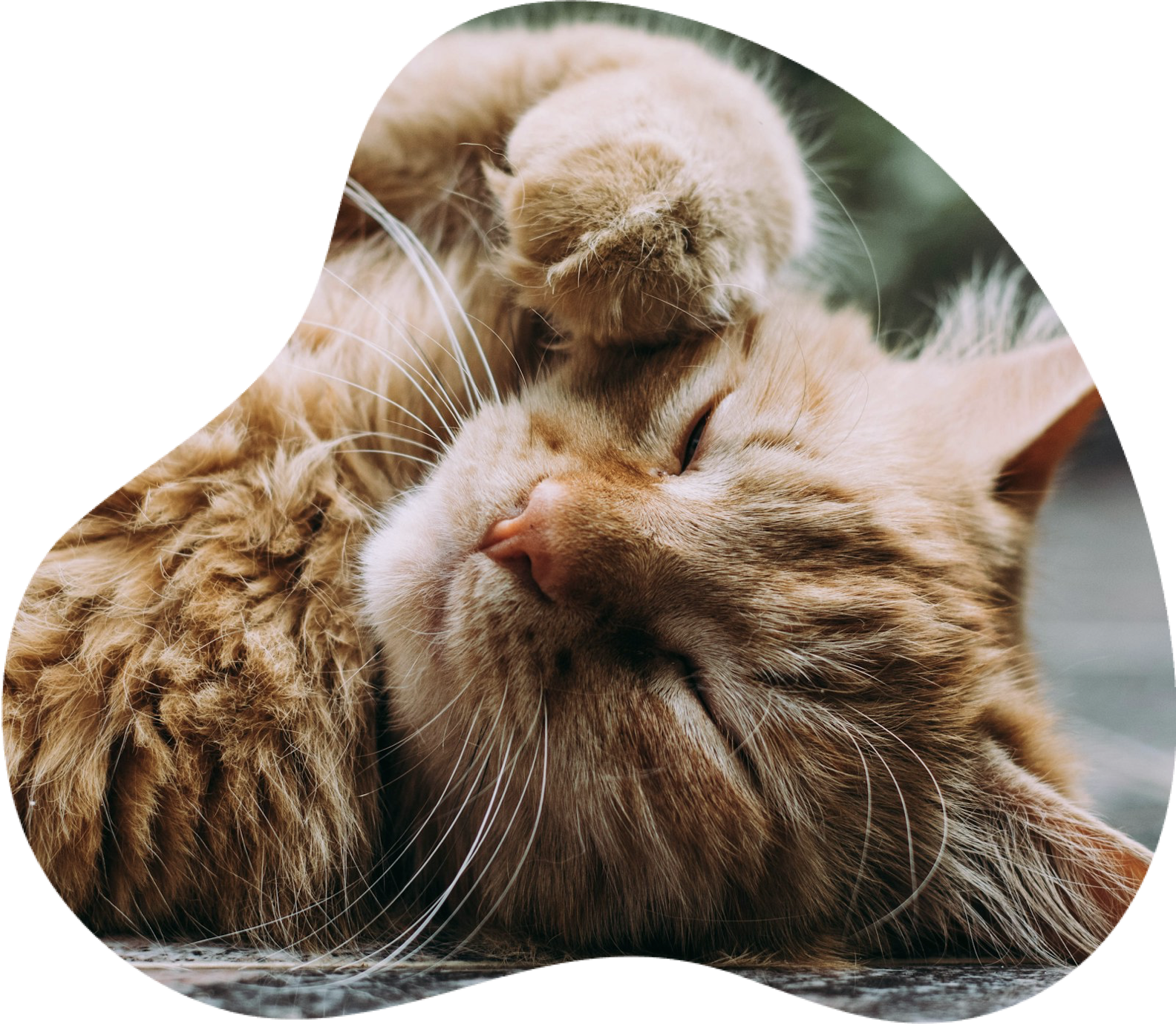 Book cat grooming at Doggy World Delhi